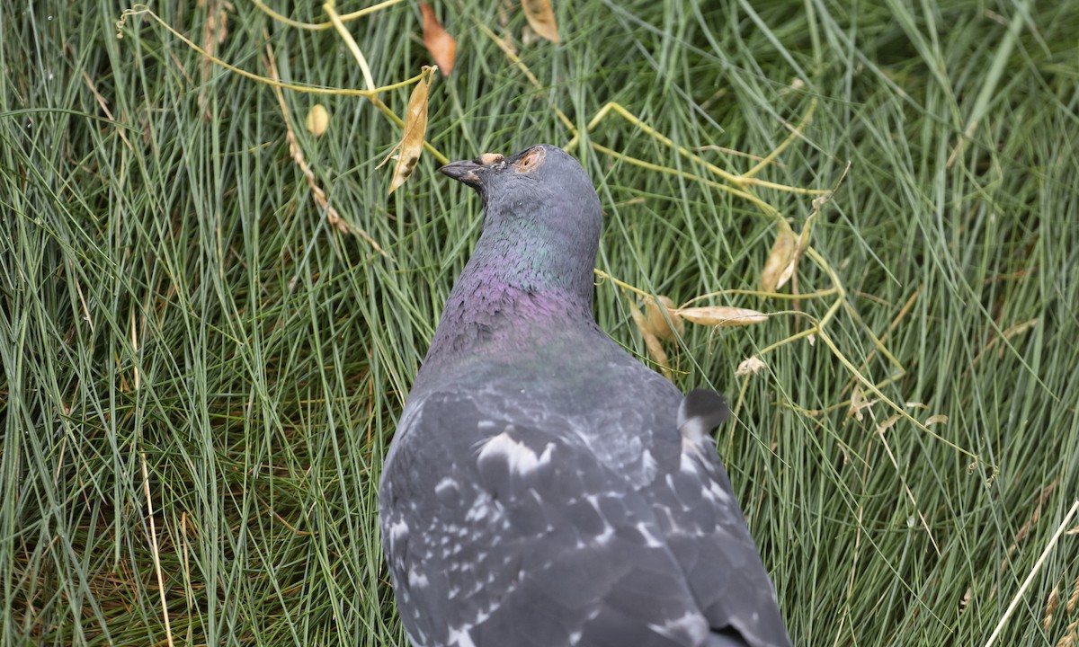 Rock Pigeon (Feral Pigeon) - ML621170745