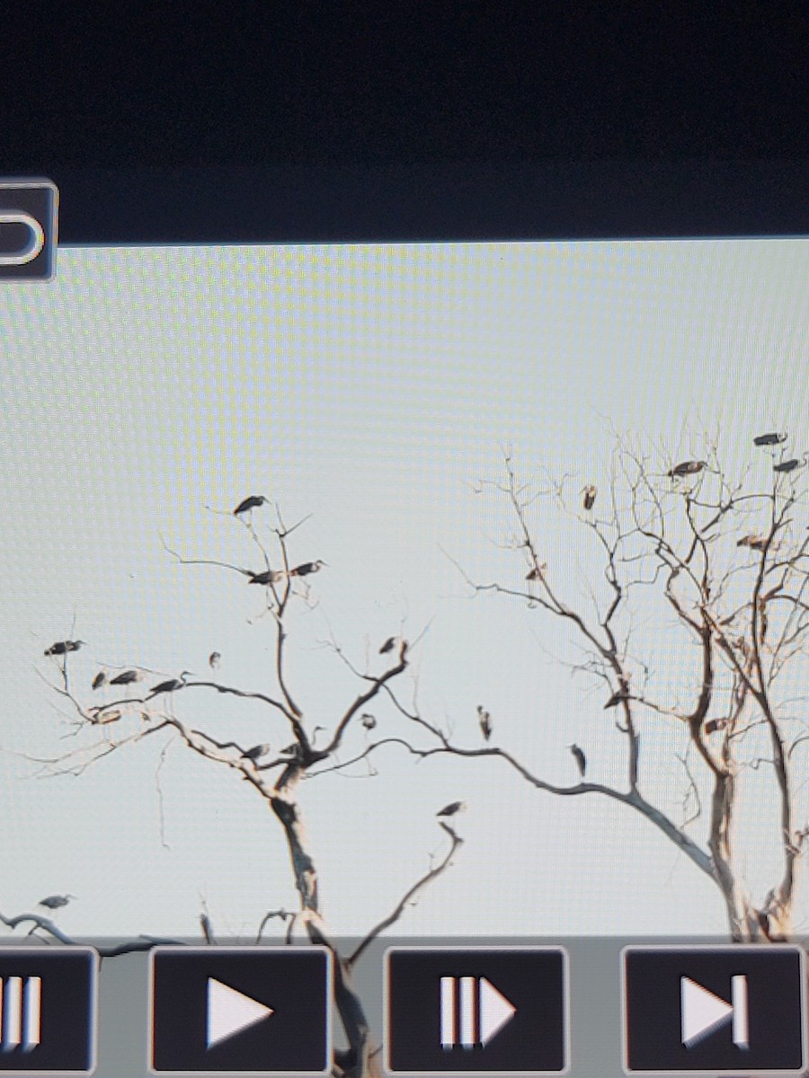 volavka velká - ML621170752