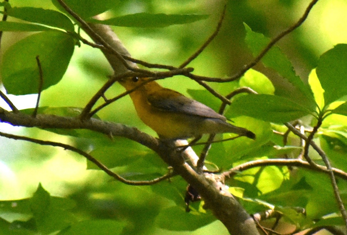 Prothonotary Warbler - ML621170790