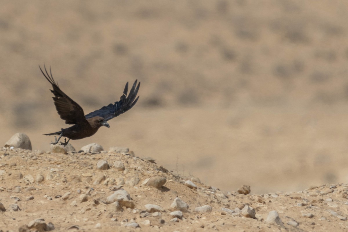 Brown-necked Raven - ML621170798