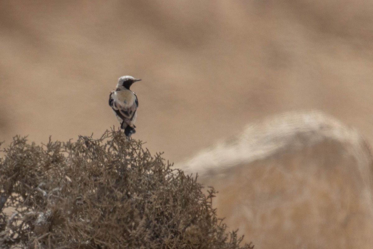 Desert Wheatear - ML621170812