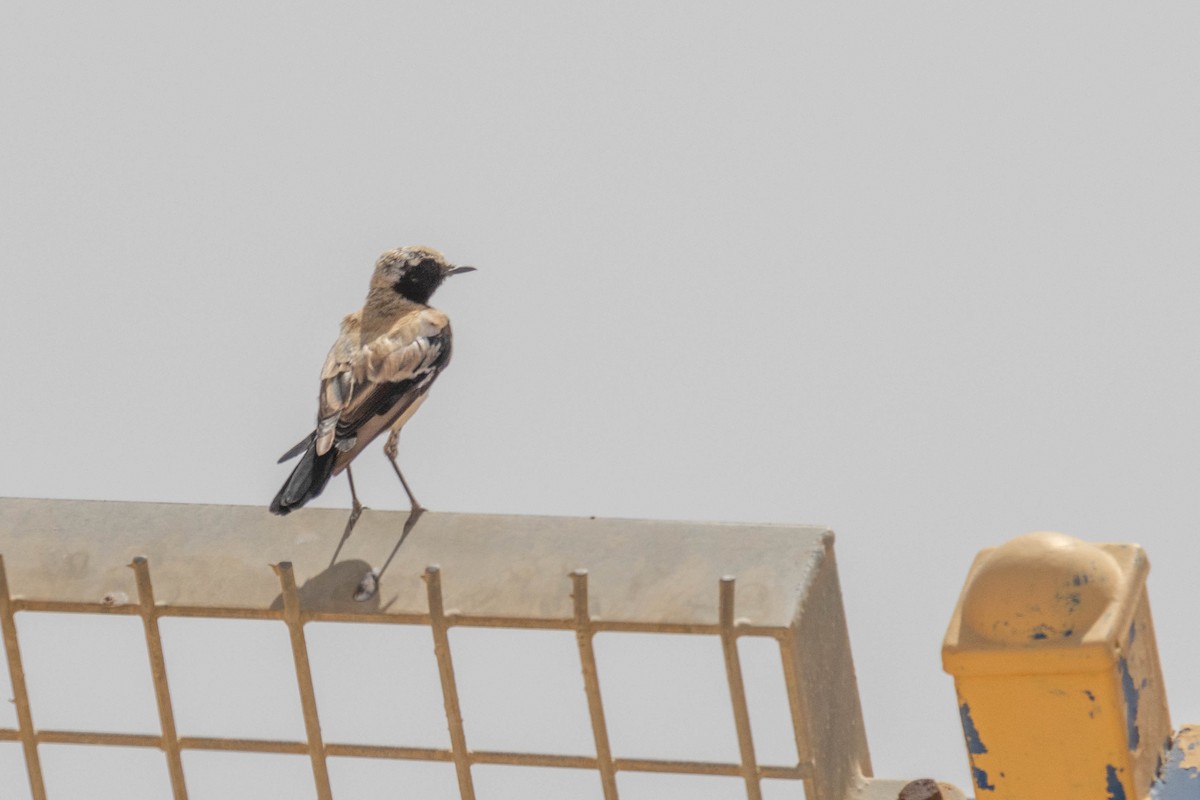 Desert Wheatear - ML621170813