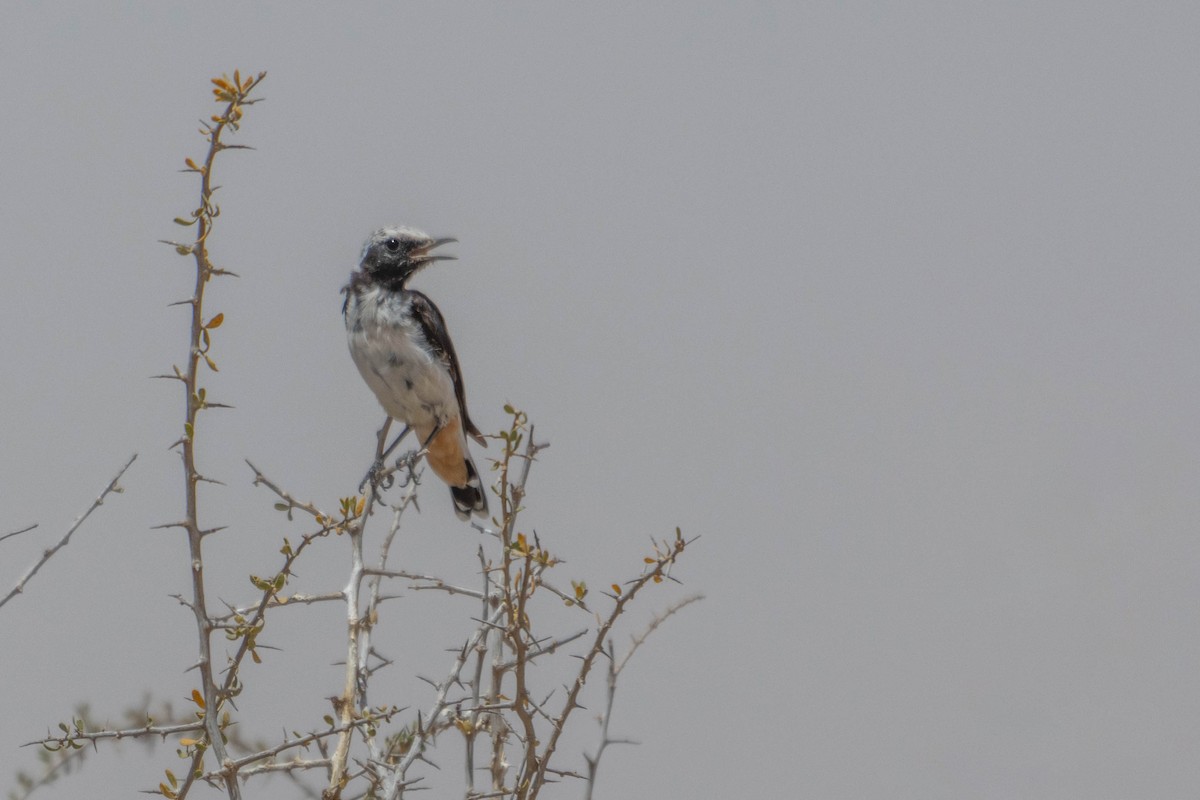 Mourning Wheatear - ML621170819