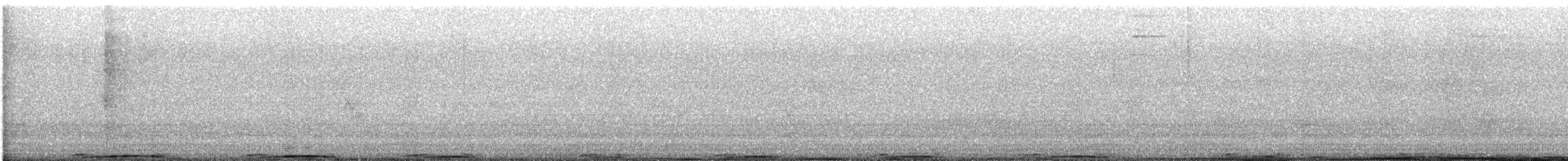 holub skalní (domácí) - ML621170822