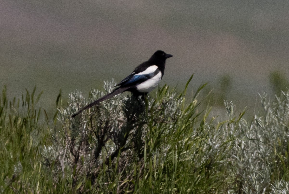 Black-billed Magpie - ML621170823