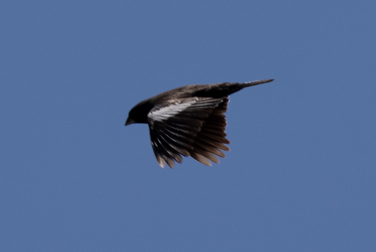 Lark Bunting - John Reynolds