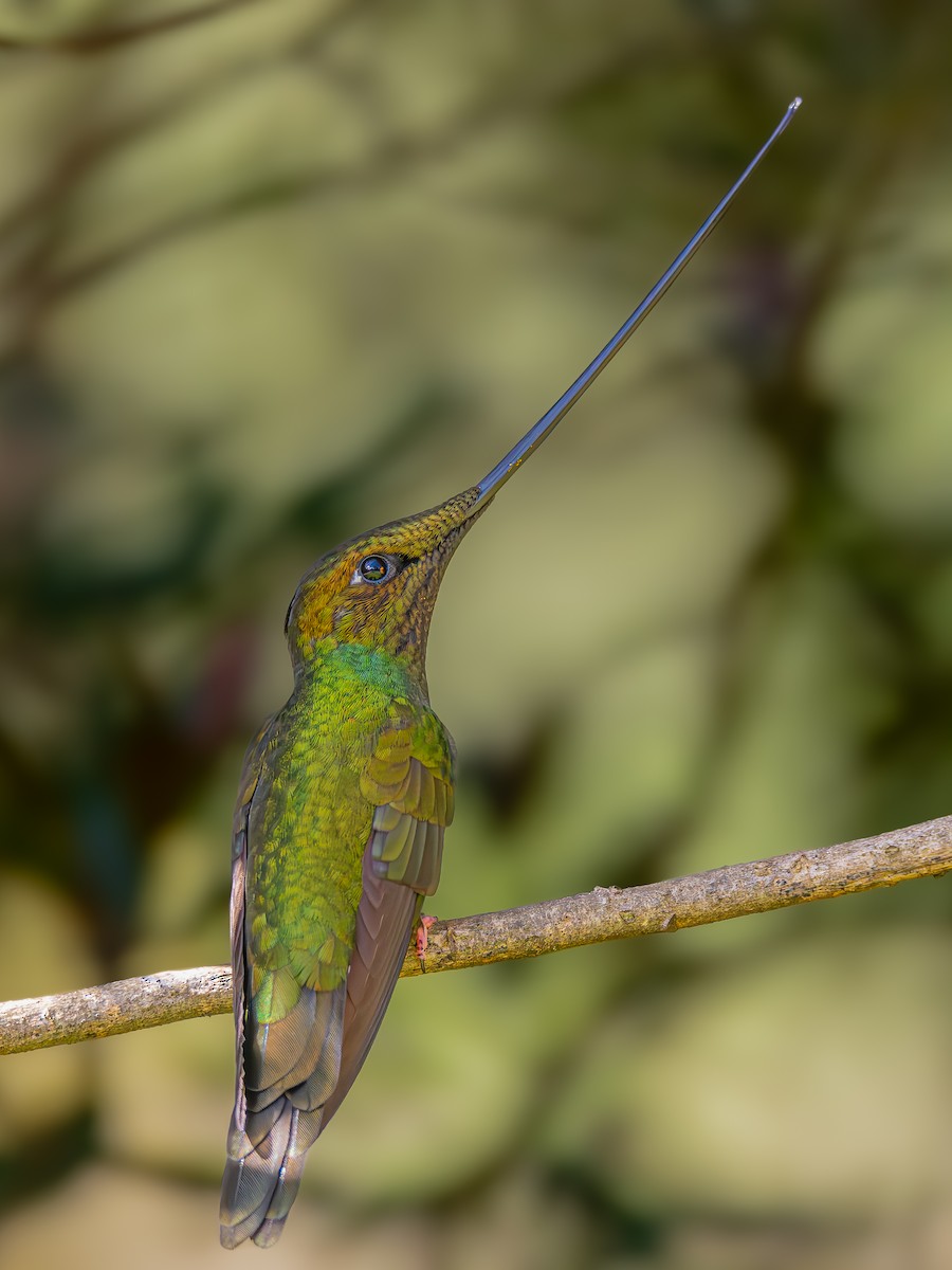 kolibřík mečozobec - ML621170848