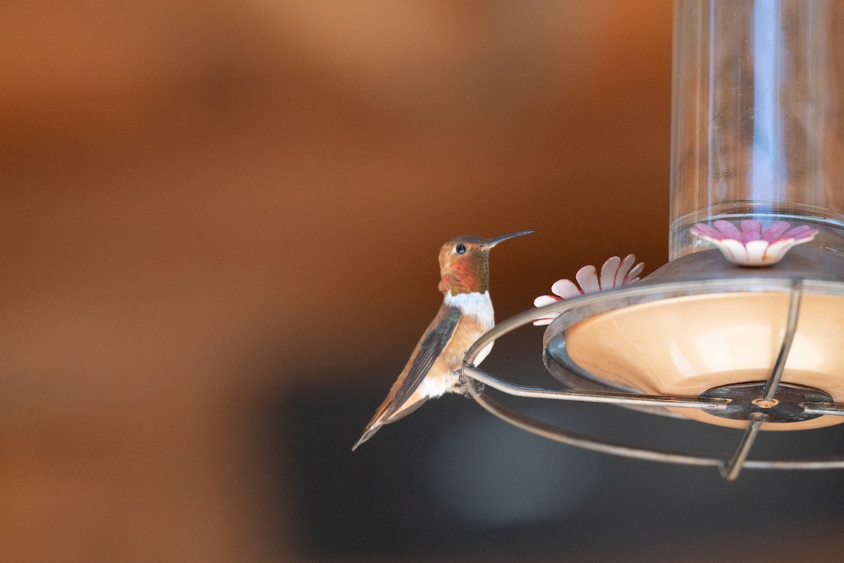 Rufous Hummingbird - ML621170849