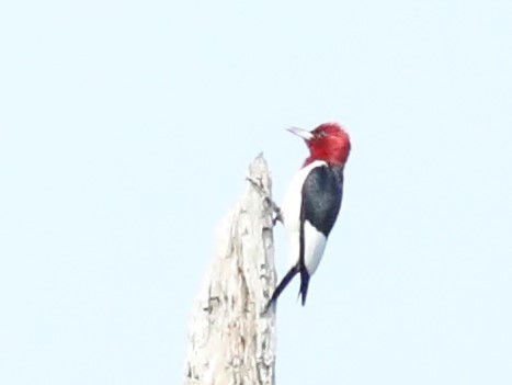 Red-headed Woodpecker - ML621170872