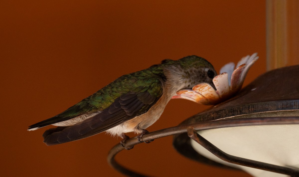 Broad-tailed Hummingbird - ML621170885