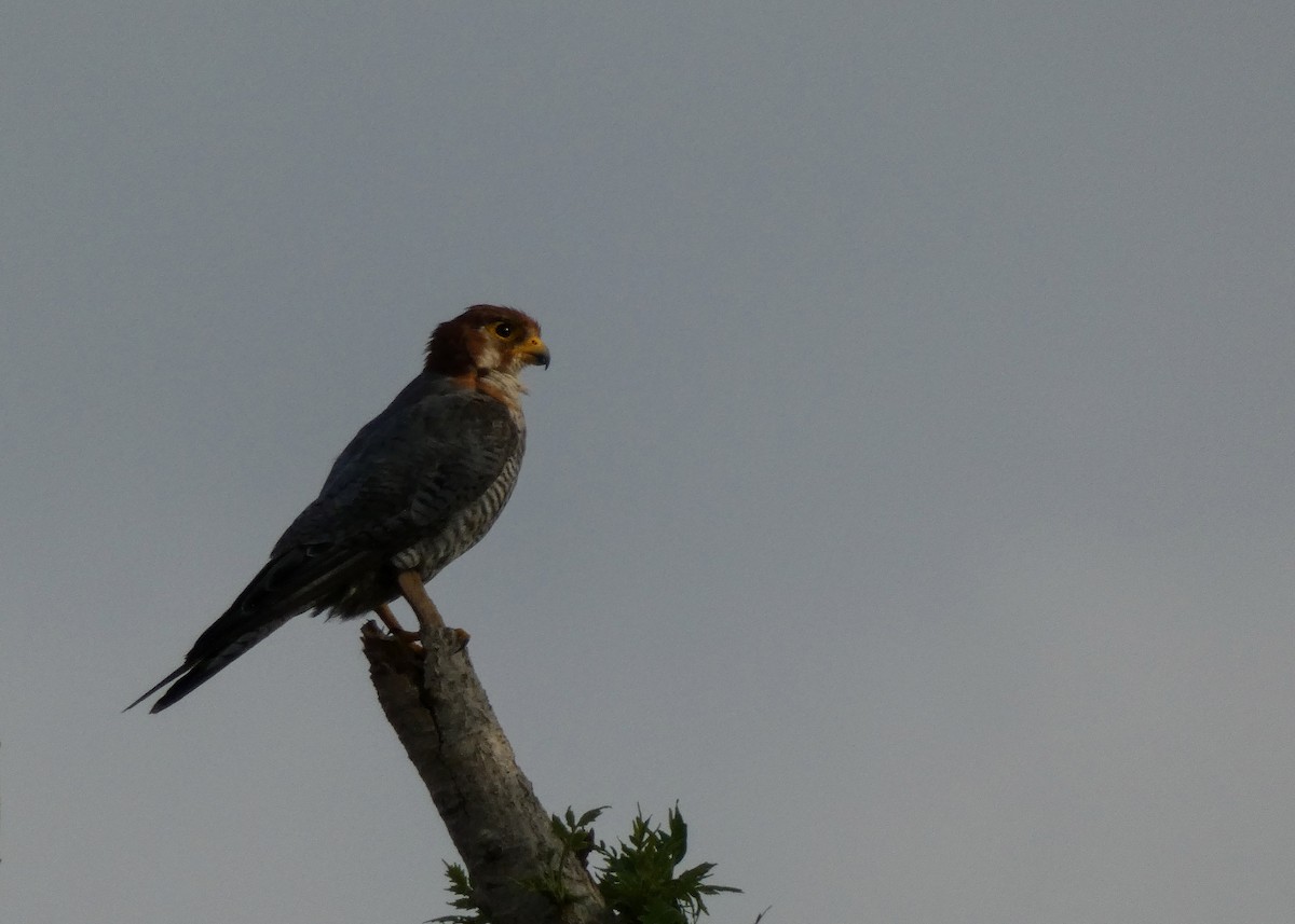 Red-necked Falcon - ML621170890