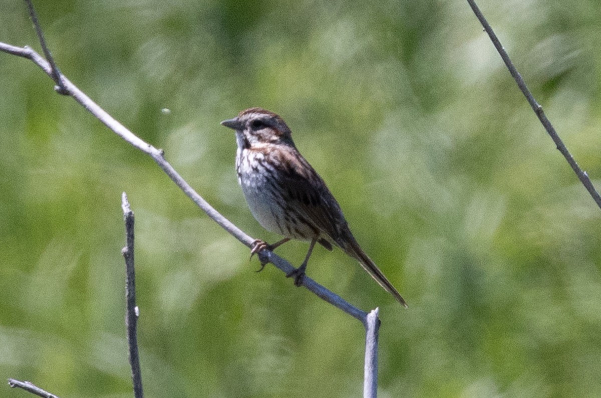 Song Sparrow - ML621170933