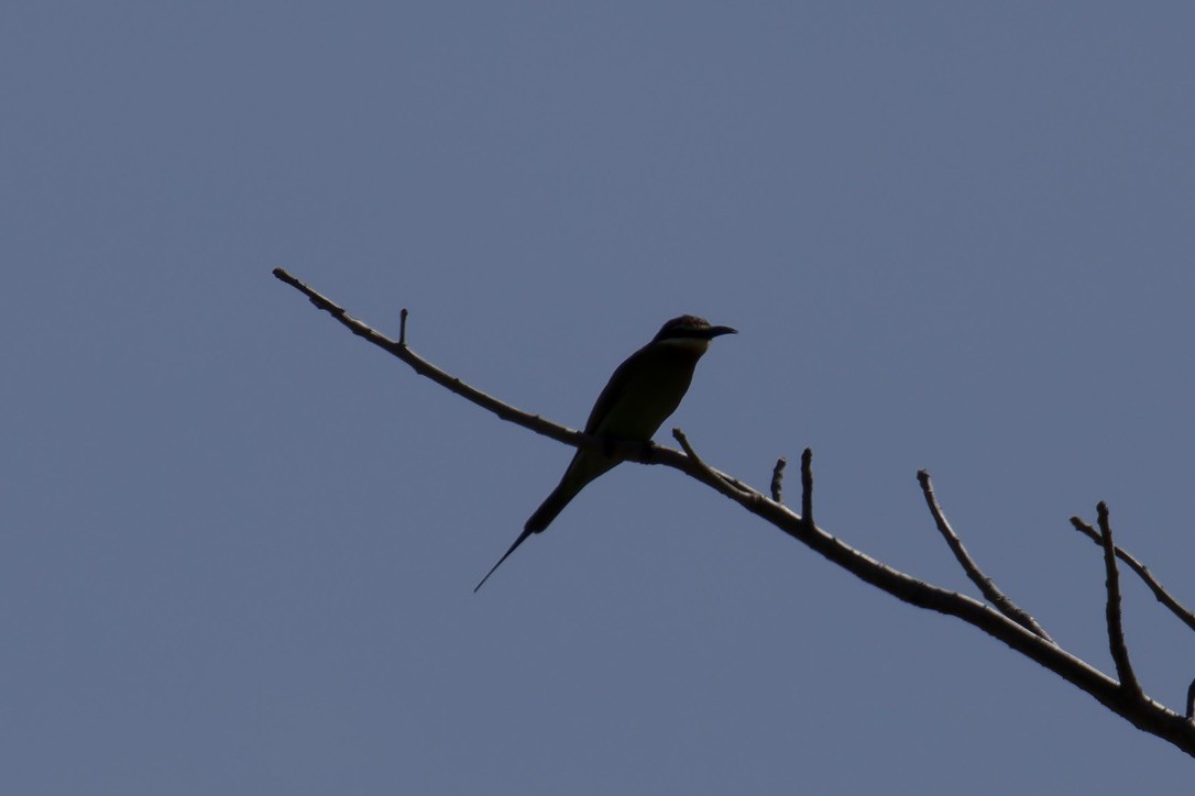 Madagascar Bee-eater - ML621170962