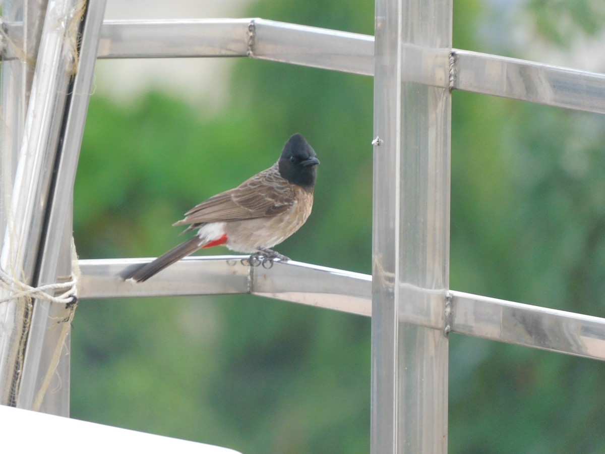 Red-vented Bulbul - ML621170963