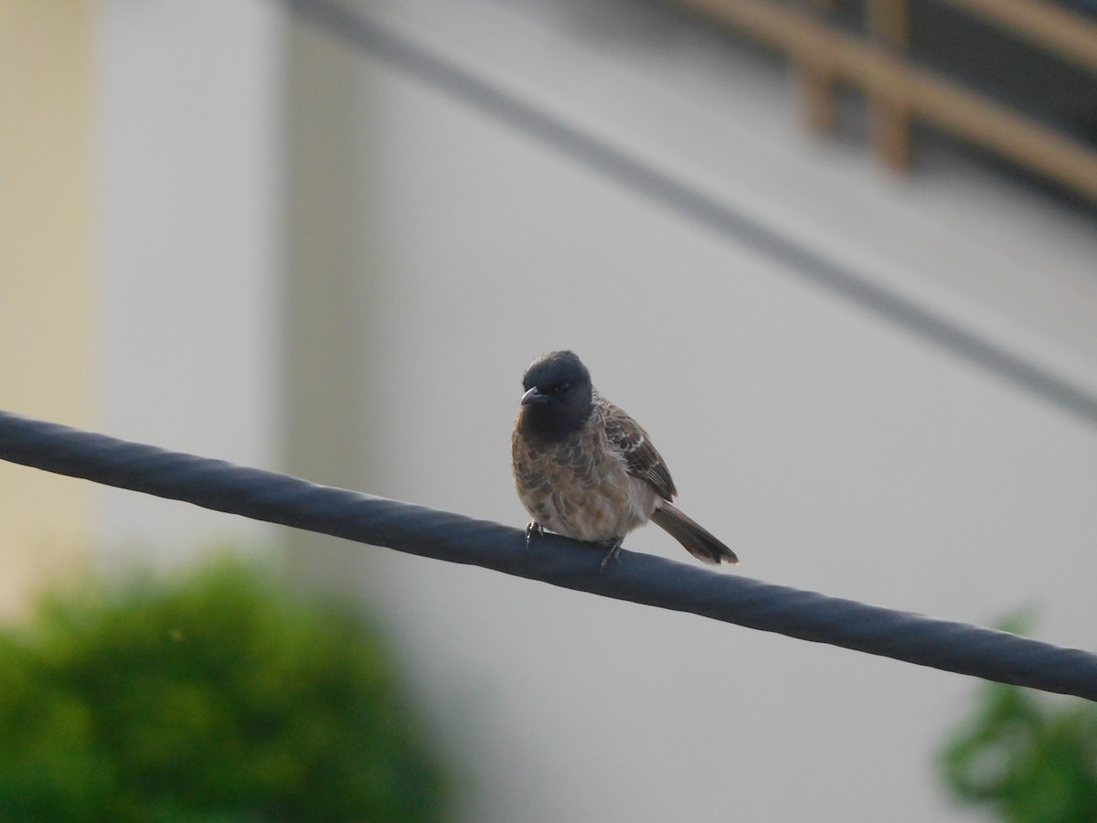 Red-vented Bulbul - ML621170965