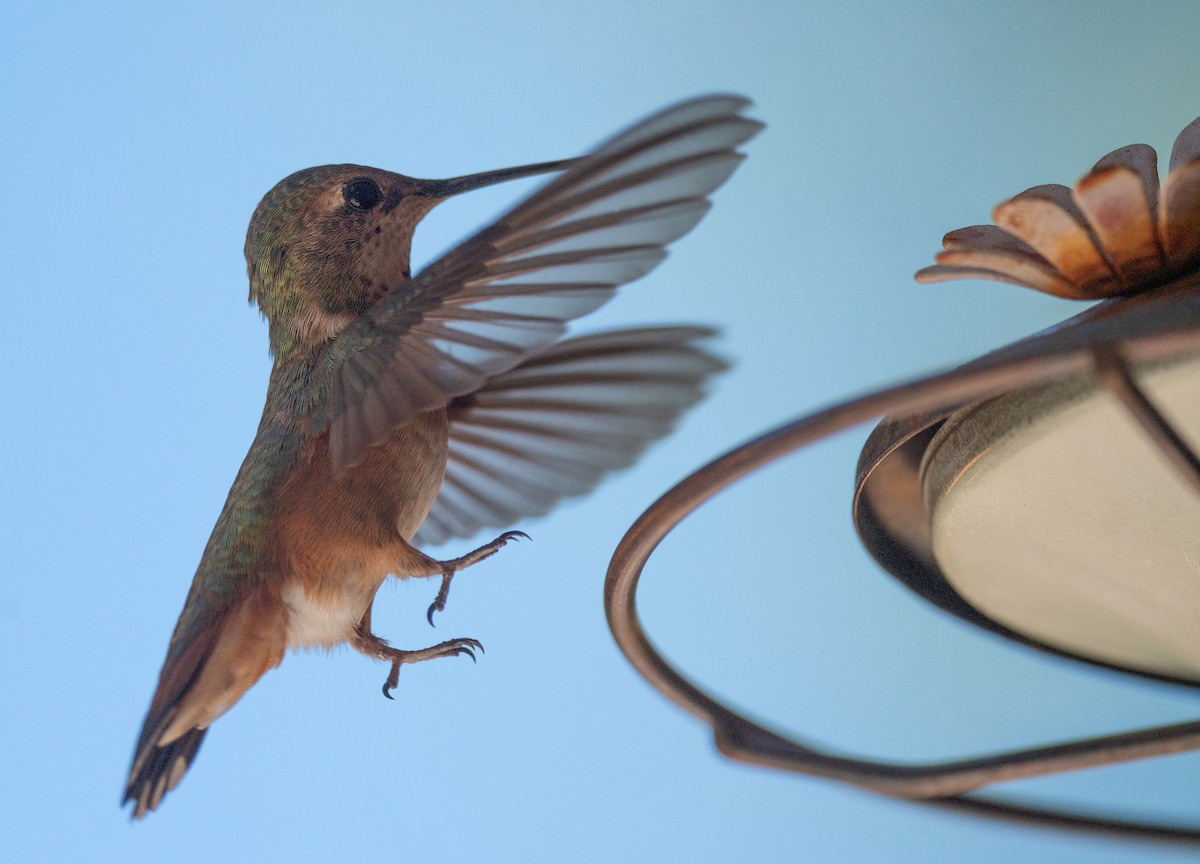 Broad-tailed Hummingbird - ML621170968