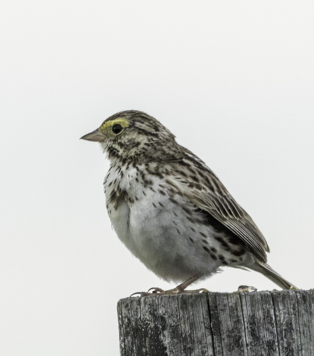 Savannah Sparrow - ML621170976