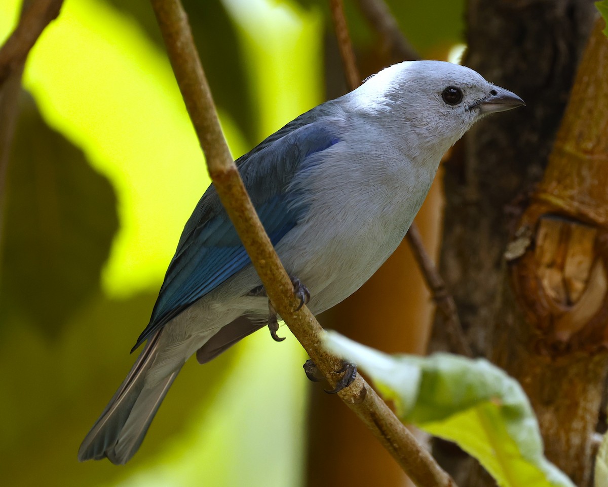 Blue-gray Tanager - ML621170984