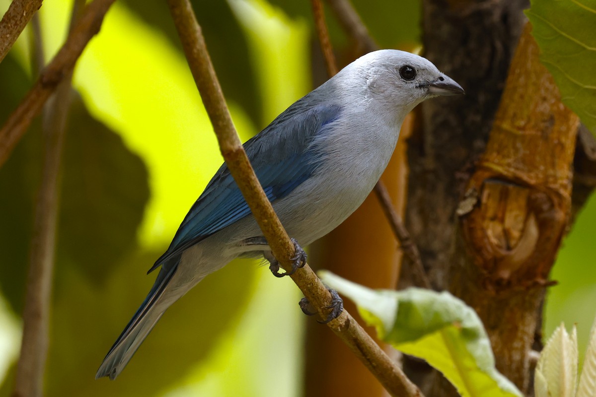 Blue-gray Tanager - ML621170985