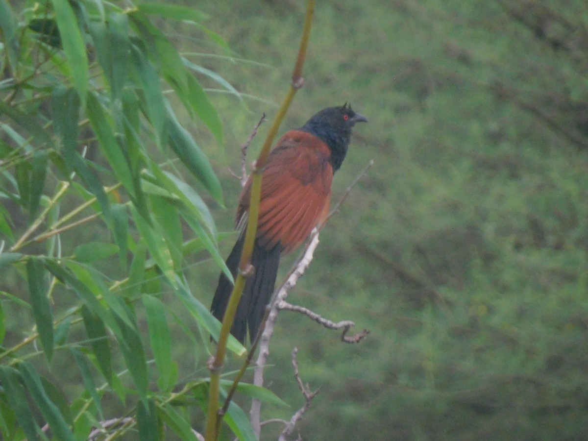 Greater Coucal - ML621171000