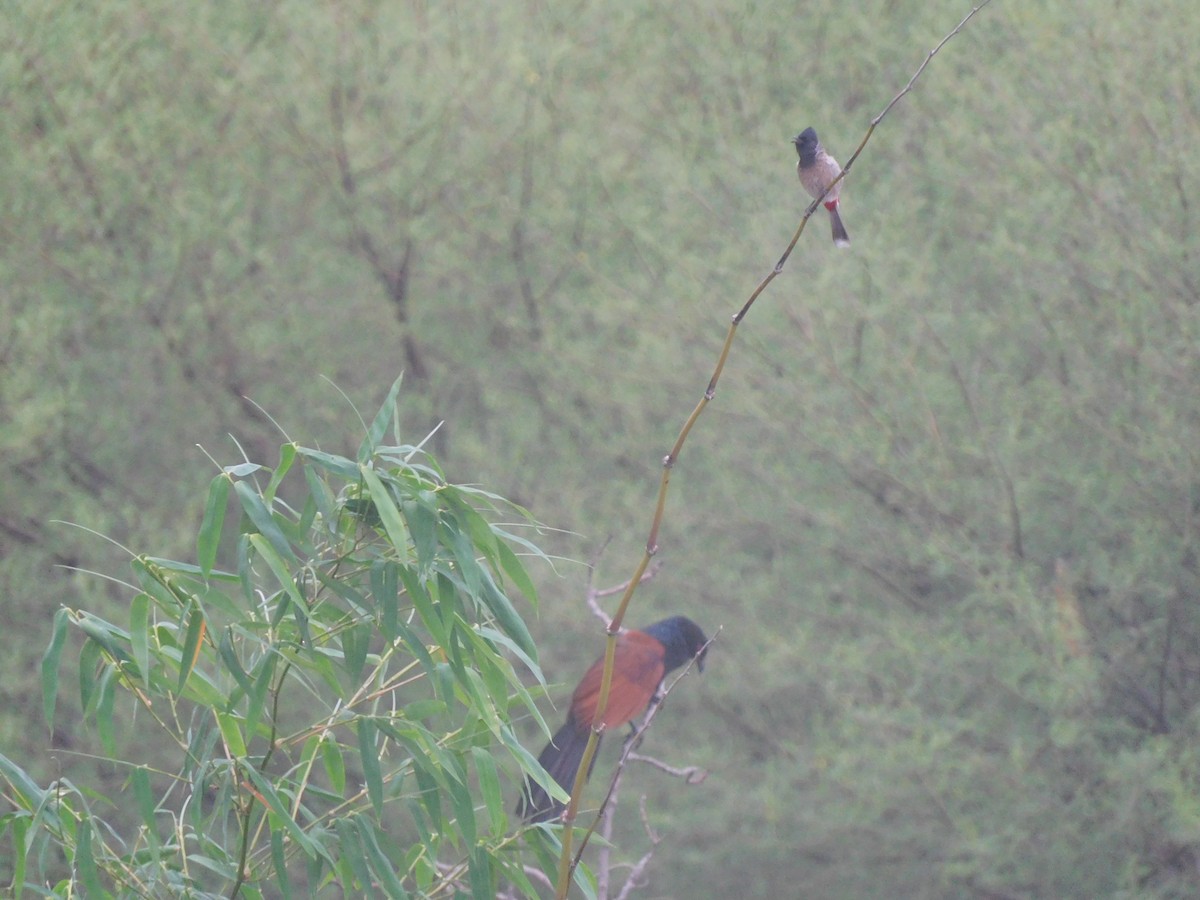 Greater Coucal - Harshit Malpani