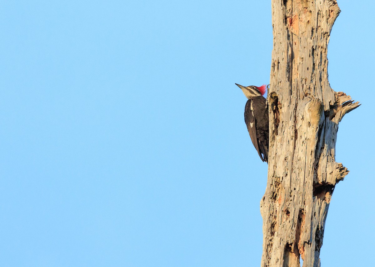 Pileated Woodpecker - ML621171016