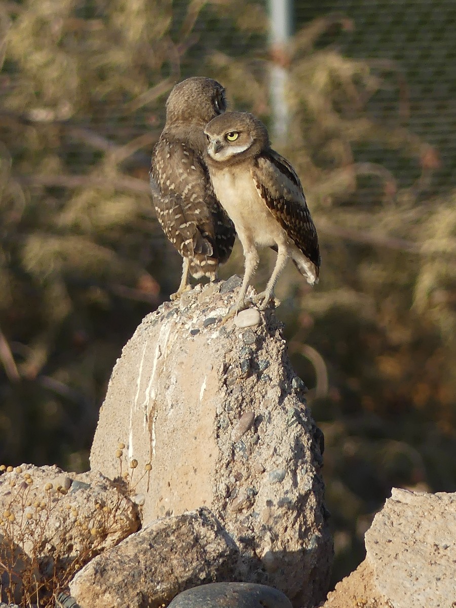 Burrowing Owl - ML621171035