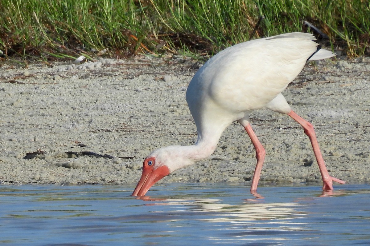 ibis bílý - ML621171070