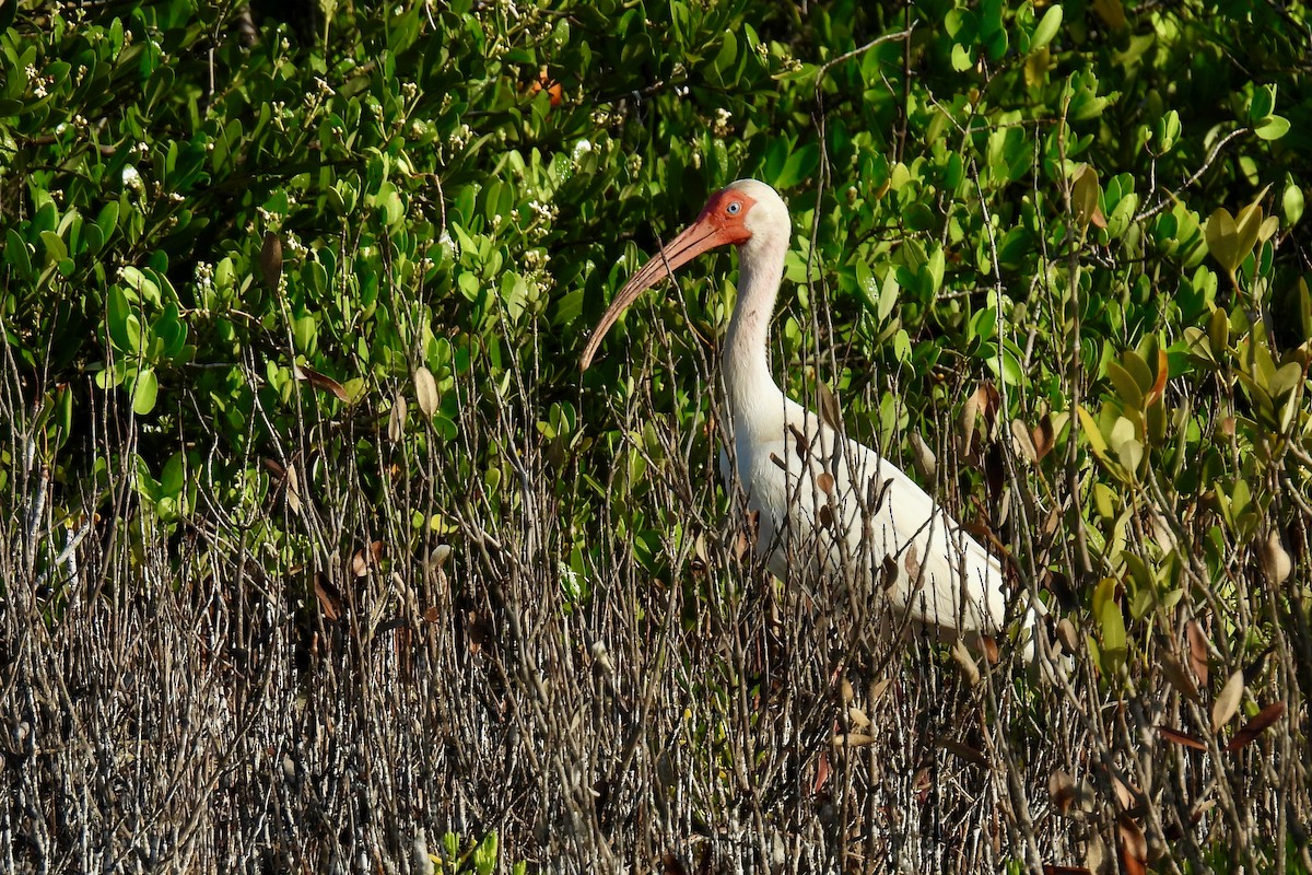 ibis bílý - ML621171071