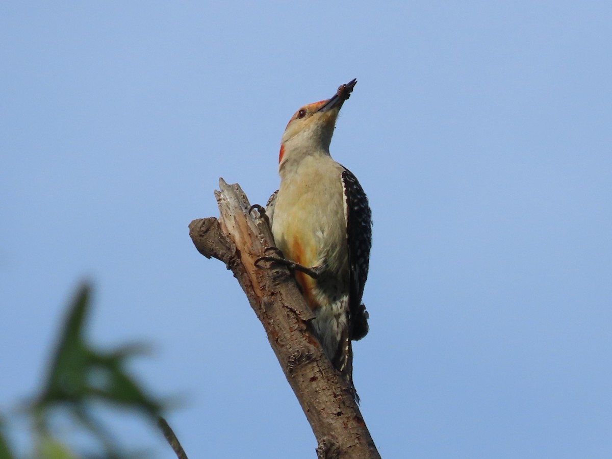 Red-bellied Woodpecker - ML621171072