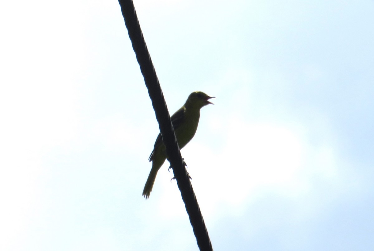 Orchard Oriole - ML621171089