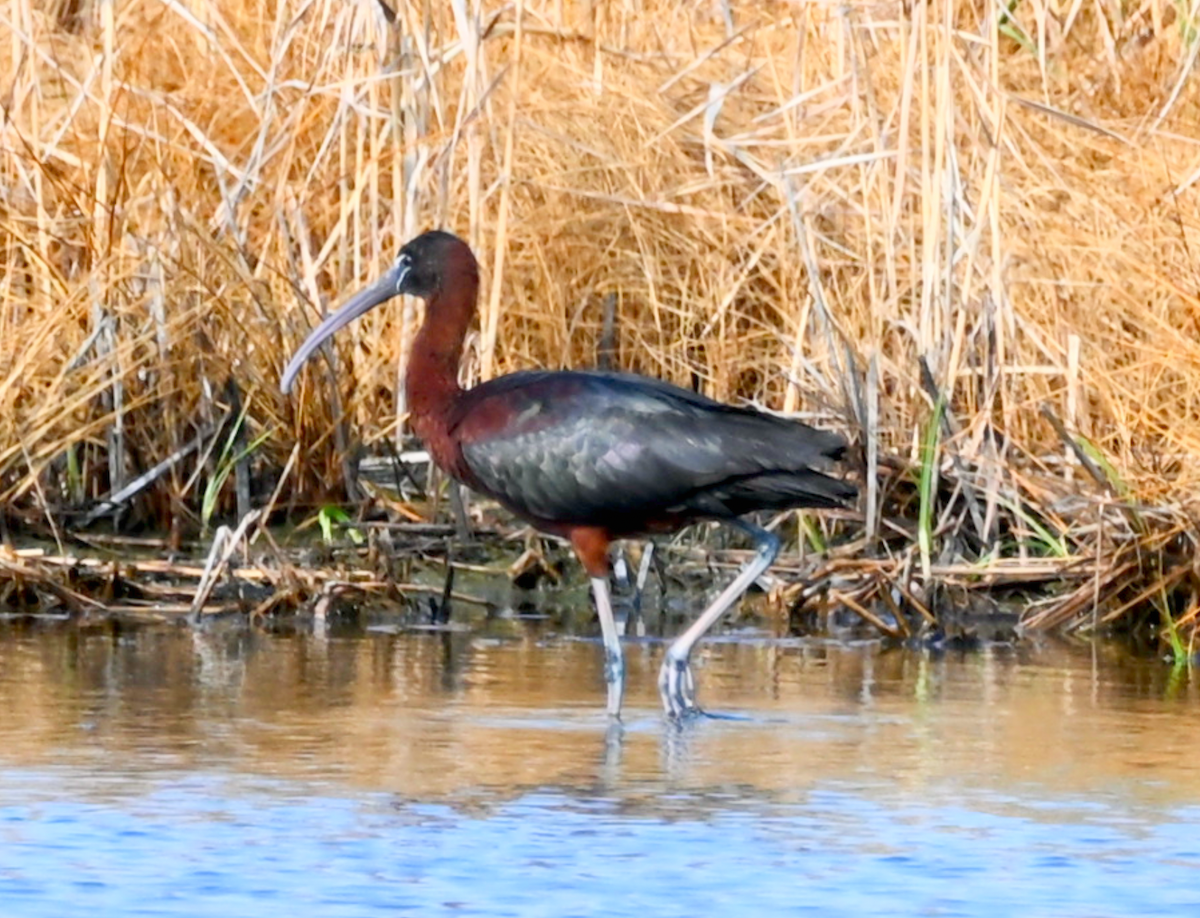 ibis hnědý - ML621171107