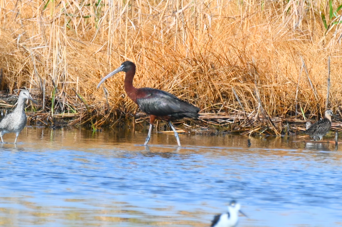 ibis hnědý - ML621171108
