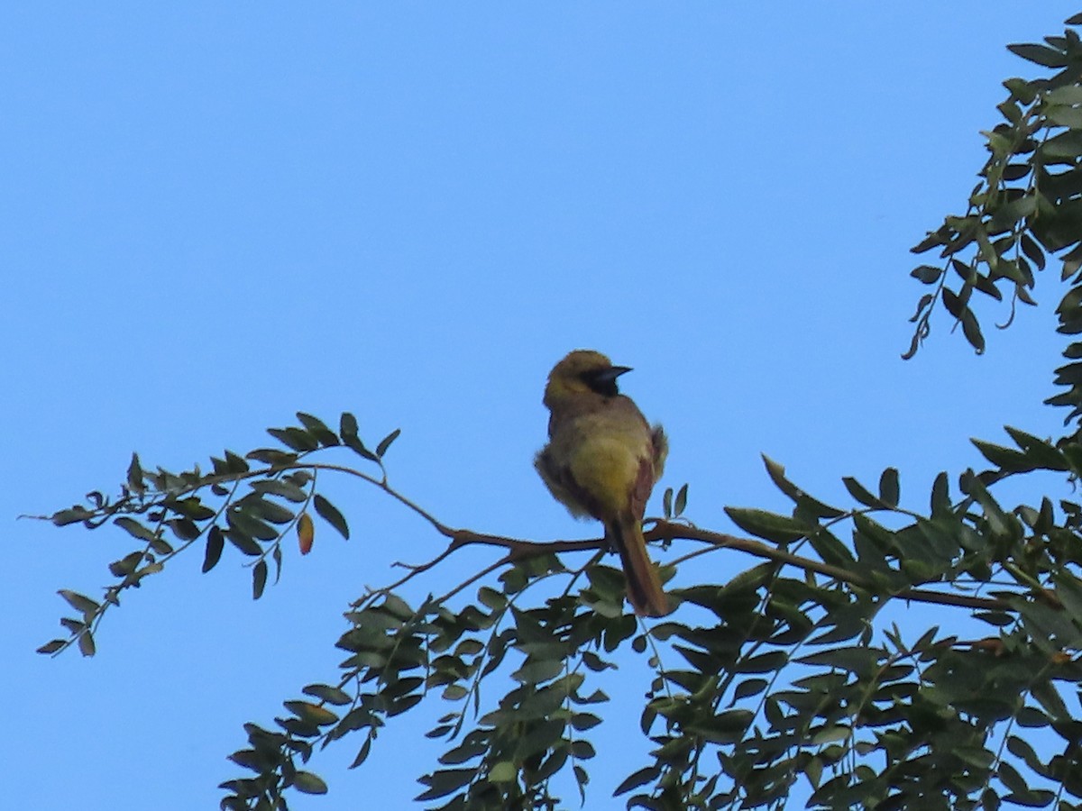 Orchard Oriole - ML621171133