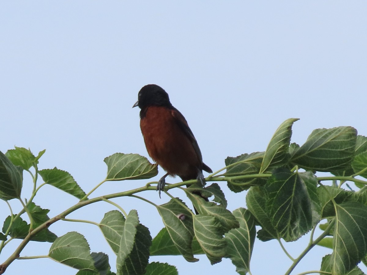 Orchard Oriole - ML621171143