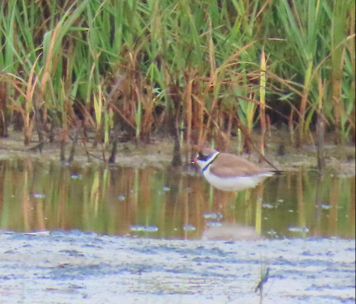 Semipalmated Plover - ML621171144
