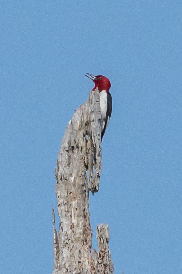 Red-headed Woodpecker - ML621171153