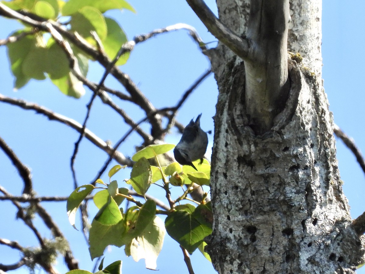 White-breasted Nuthatch - ML621171169