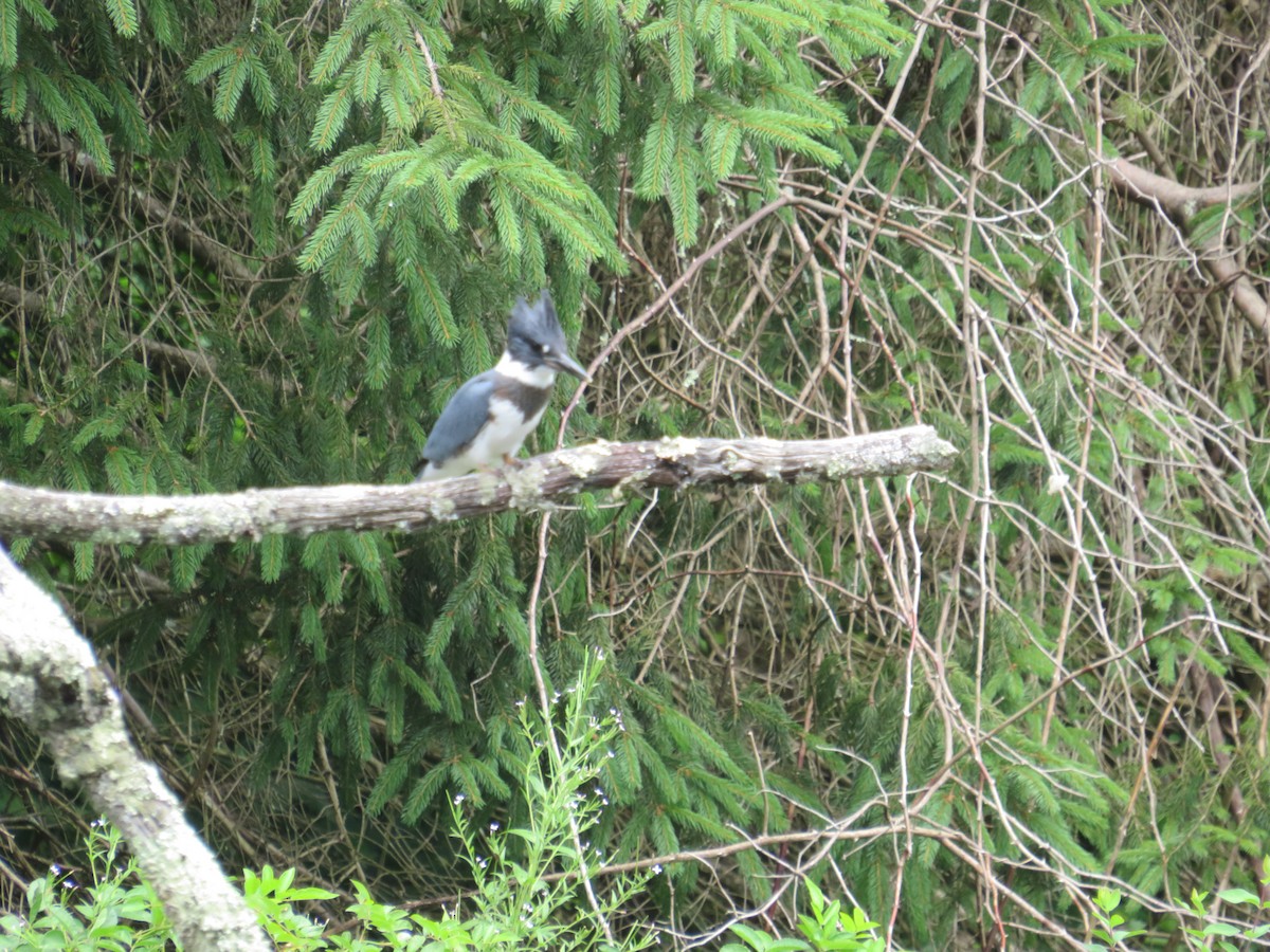 Belted Kingfisher - ML621171194