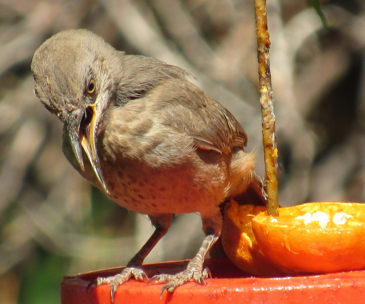 Crissal Thrasher - ML621171195