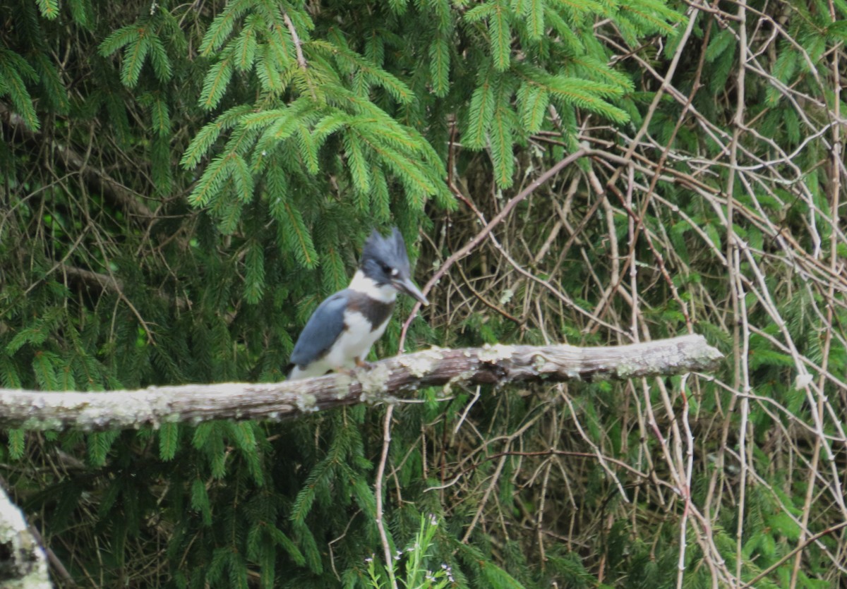 Belted Kingfisher - ML621171199