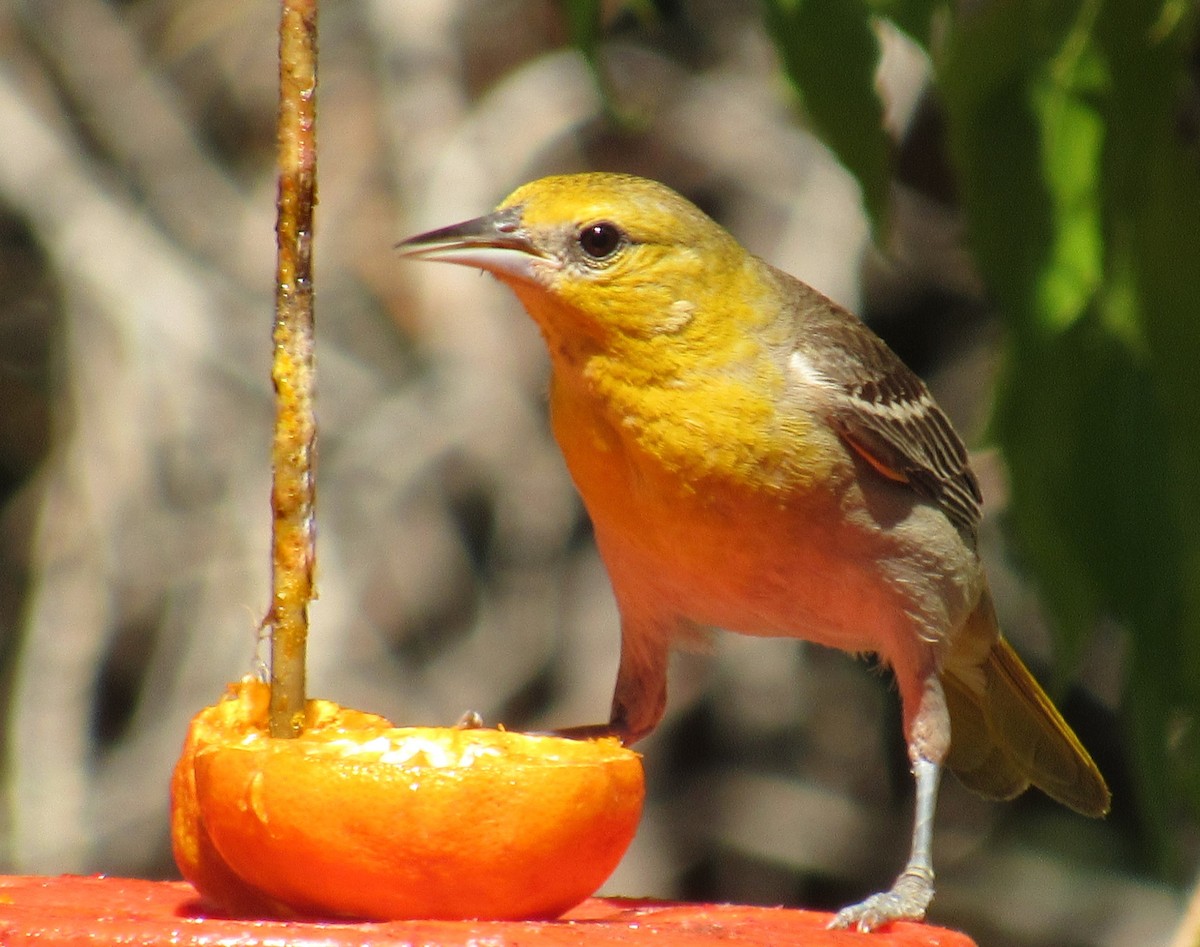 Bullock's Oriole - ML621171211