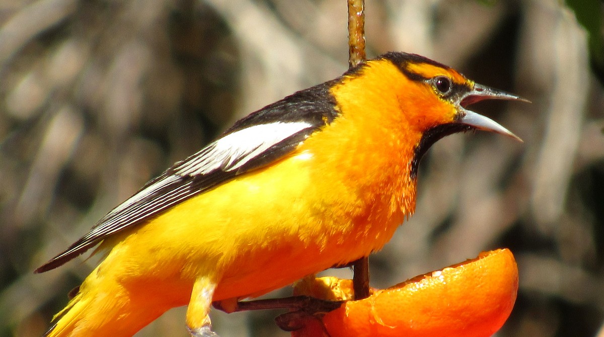 Bullock's Oriole - ML621171212
