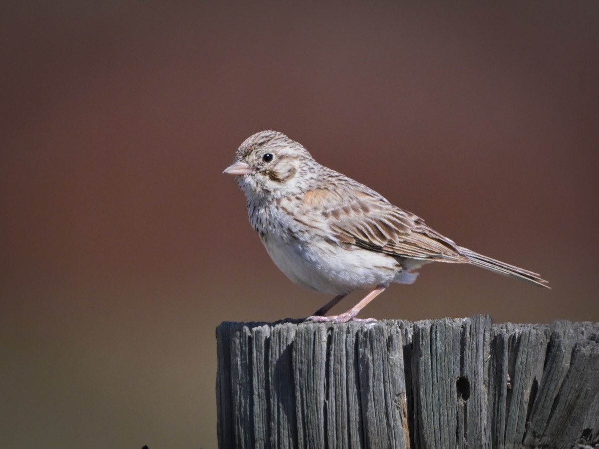 Vesper Sparrow - ML621171236