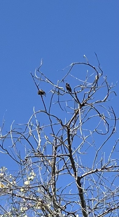 Brown-headed Cowbird - ML621171250