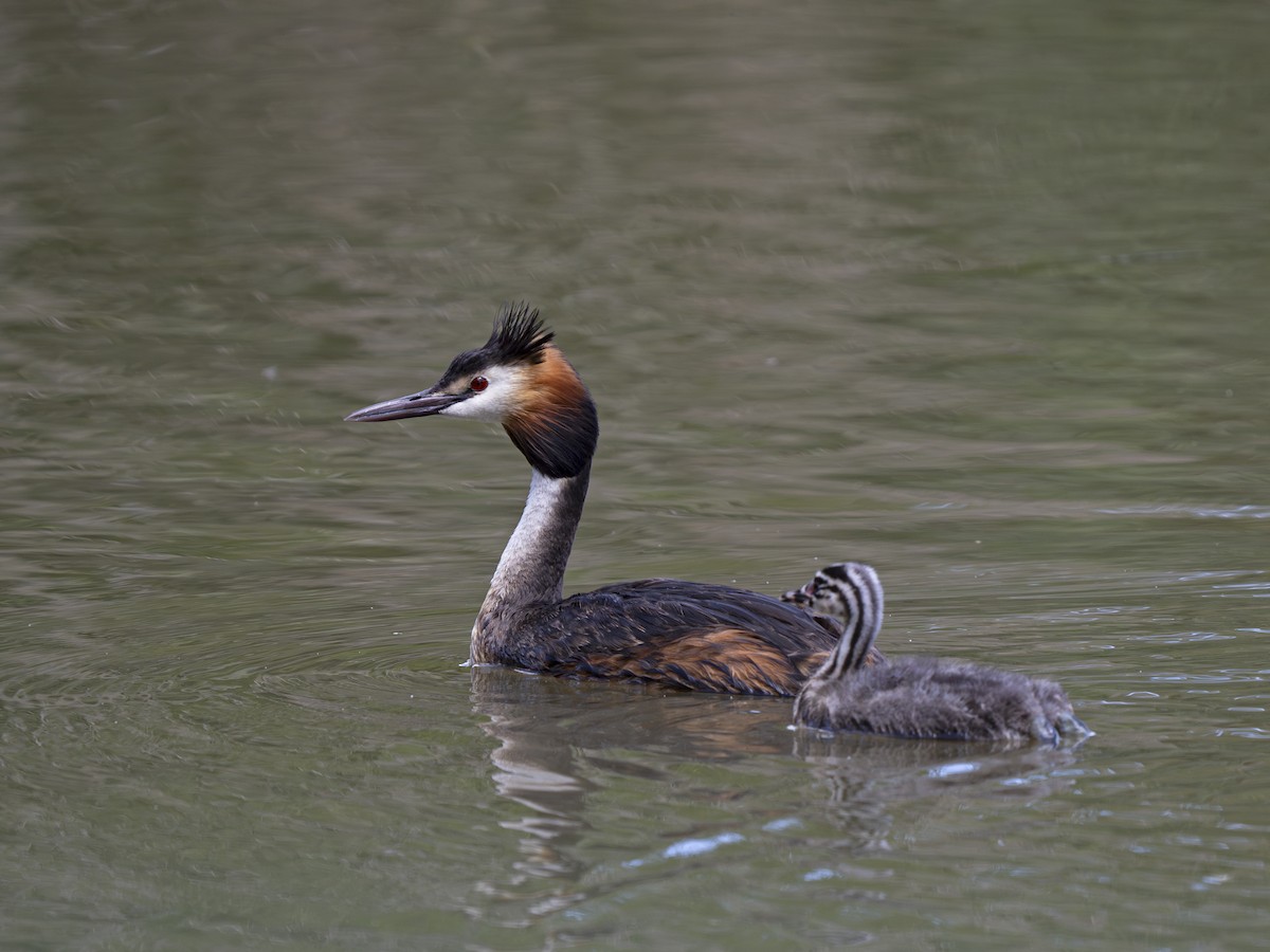 Great Crested Grebe - ML621171254