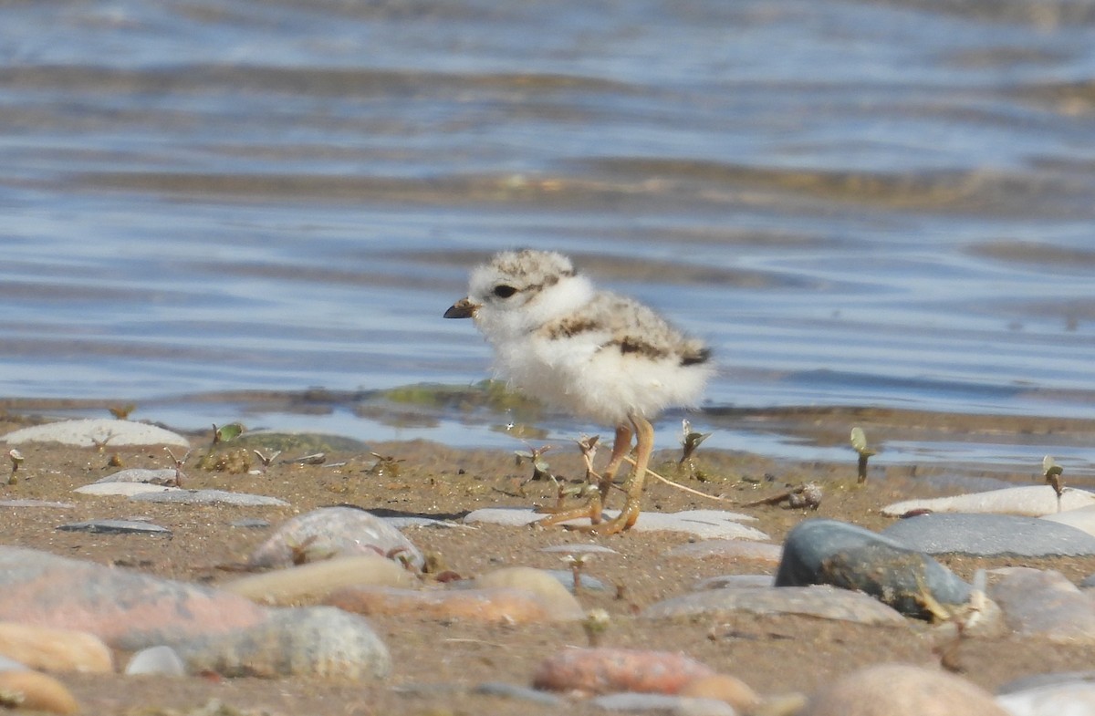 Piping Plover - ML621171263