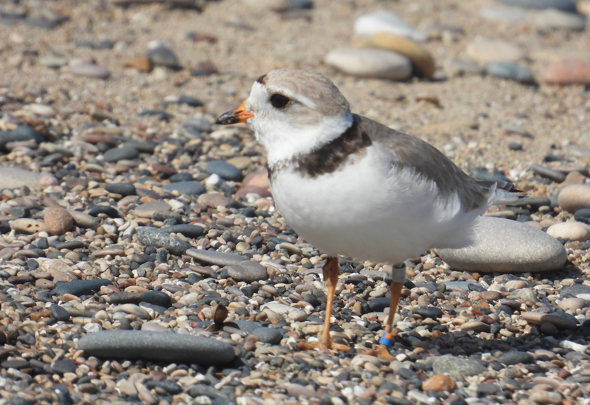 Piping Plover - ML621171264