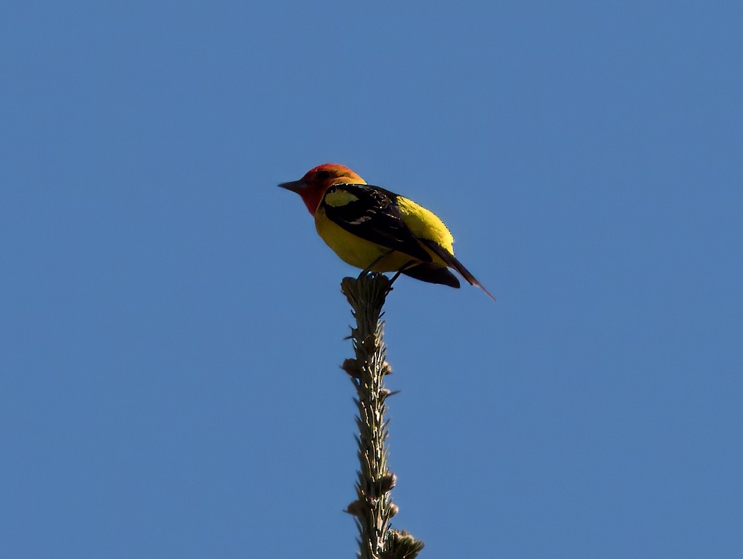 Western Tanager - ML621171265
