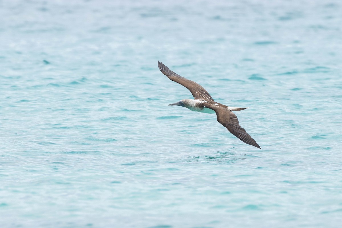 Blue-footed Booby - ML621171322